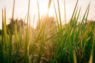 Close-up of crops growing on field against sky