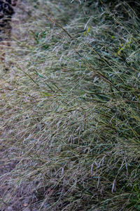 High angle view of grass growing on field