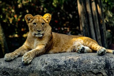 Portrait of cat resting on rock