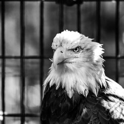 Close-up of eagle in cage