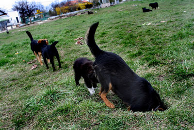 Black dog in a field