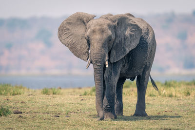 Elephants on field