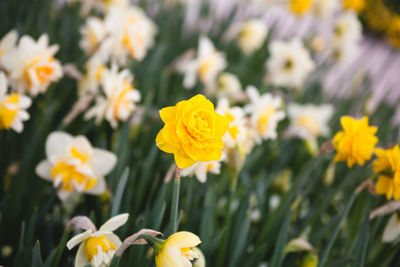 Close-up of yellow flowering plant