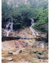 Scenic view of waterfall in forest