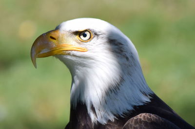 Close-up of bald eagle