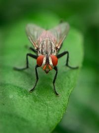 Close-up of fly on leaf