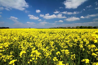 Scenic view of oilseed rape field