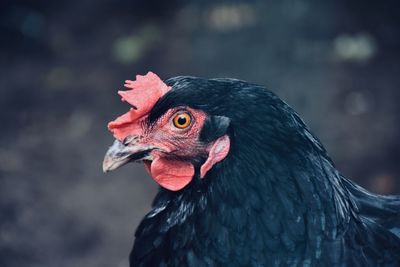 Close-up of rooster