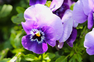 Close-up of purple flowering plant