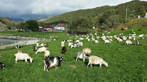 Scenic view of grassy field against cloudy sky