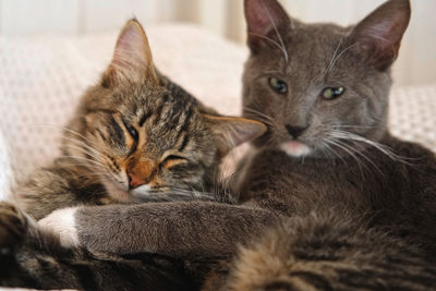 Two cats cuddling on white blanket at home. cute domestic striped friendly cats. 2 sleepy kittens