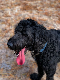 Close-up portrait of black dog