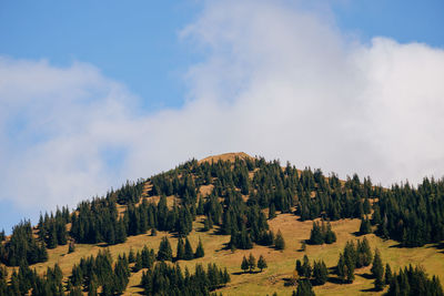 Panoramic view of pine trees against sky