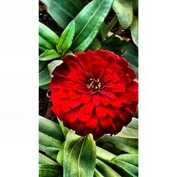 Close-up of red flowers