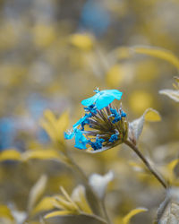 Close-up of butterfly pollinating on purple flower