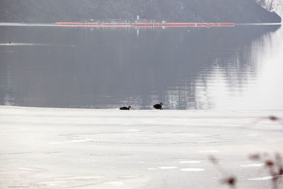 View of ducks in water