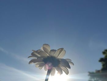 Low angle view of flower blooming against sky