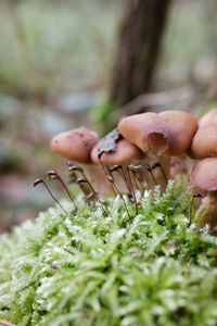 Close-up of mushrooms