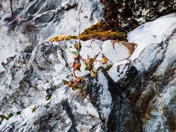 Close-up of insect on rock