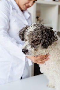 Vet examining dog. puppy at veterinarian doctor. animal clinic. pet check up and vaccination