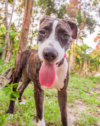 Portrait of dog sticking out tongue on land