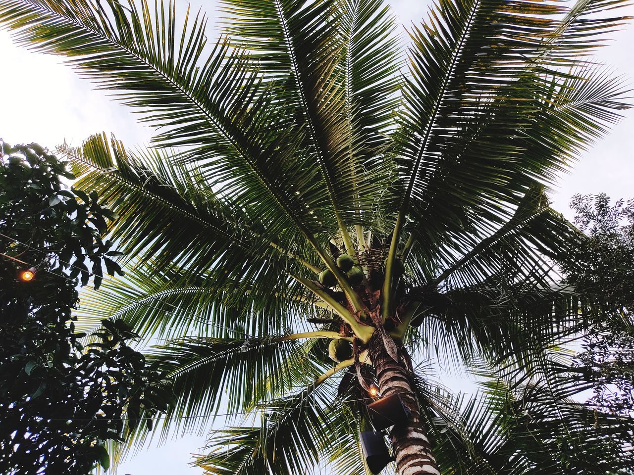 LOW ANGLE VIEW OF PALM TREES