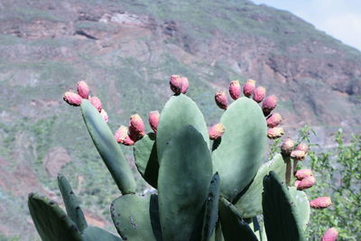 Close-up of prickly pear cactus