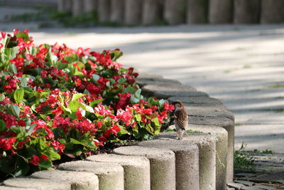 Close-up of red flower pot