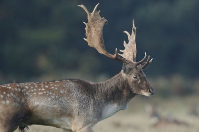 Close-up of deer