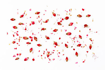Red berries against white background