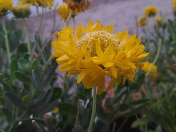 Close-up of yellow flowers blooming outdoors