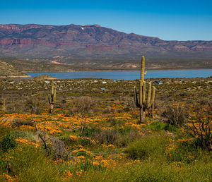 Plants growing on field by mountains against sky