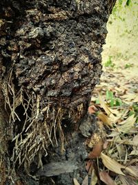 Close-up of lichen on tree trunk in forest