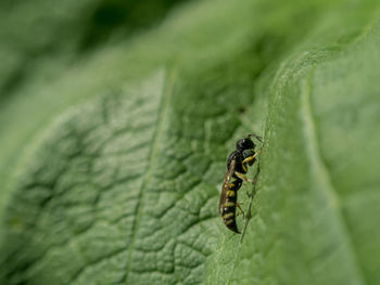 Close-up of insect on leaf