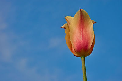 Close-up of red flowering plant against blue sky