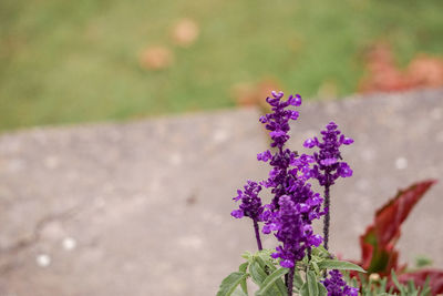 Close-up of fresh purple flowers blooming outdoors