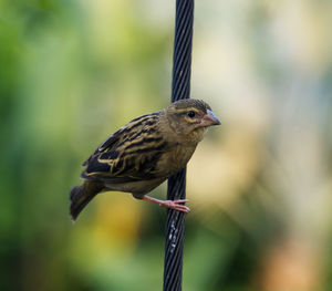 Close-up of bird perching