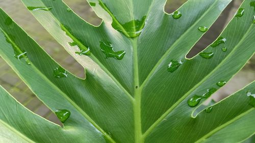 Water drop on finger-shaped fresh green leaves