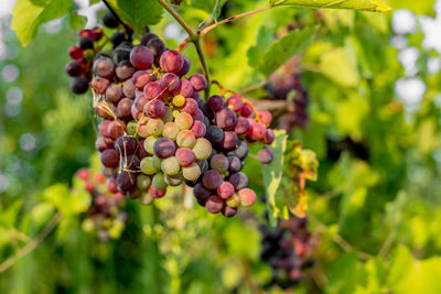 Close-up of grapes growing on tree