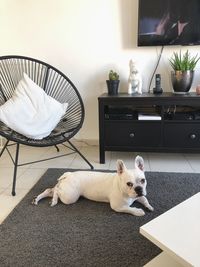 View of a dog resting at home