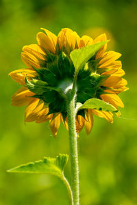 Close-up of yellow flowering plant