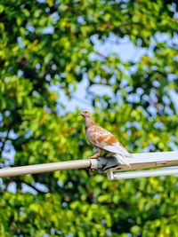 Bird perching on a tree