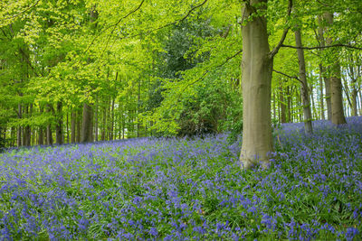 View of flowering plants in forest