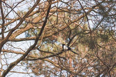 Low angle view of bird perching on bare tree