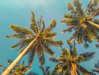 Palm tree against sky