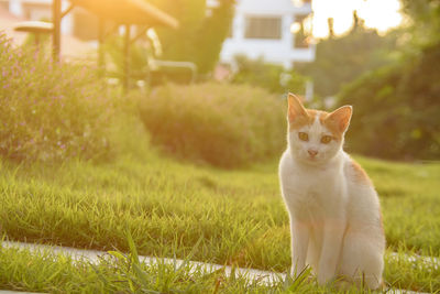 Portrait of cat sitting on grass