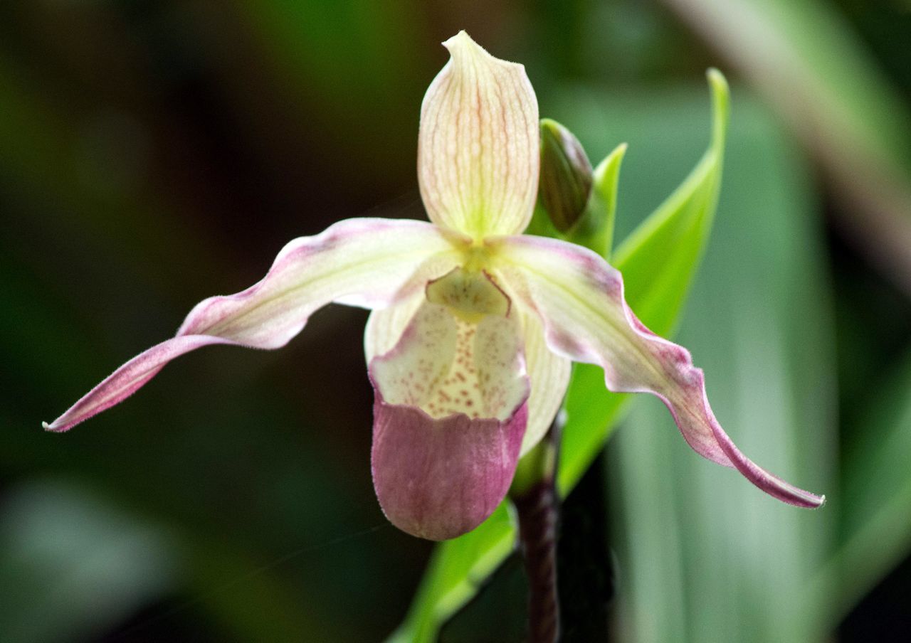 Ladies slipper orchid