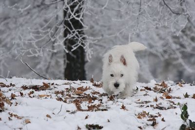 View of a dog on snow covered landscape