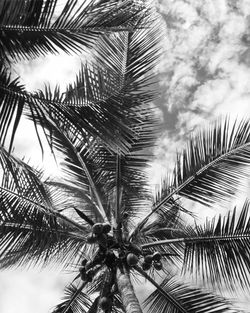 Low angle view of palm tree against cloudy sky