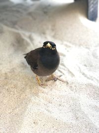 Close-up of bird perching outdoors